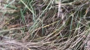 Собираю грибы Маслята в Белгородской области 28 октября 2019
