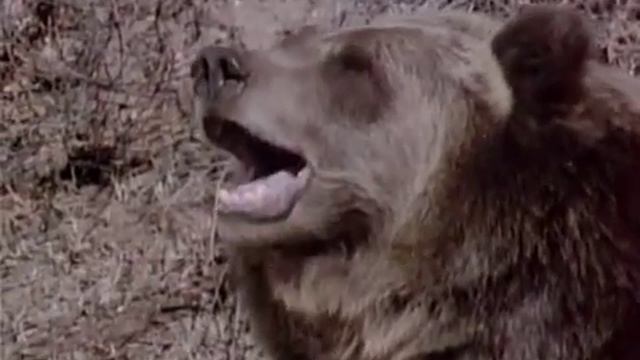 Grizzly Adams 7 смотреть онлайн
