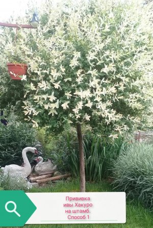 Прививка ивы Хакуро Нишики на штамб. Способ 1