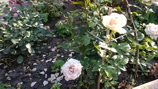 Розы. Две необычные красавицы- подружки. смотреть онлайн