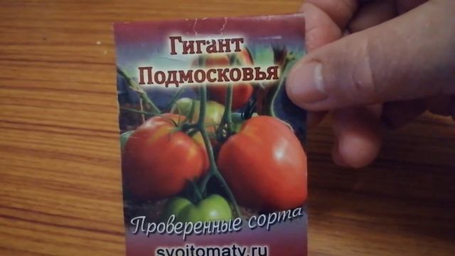 Томат крупноплодный ГИГАНТ ПОДМОСКОВЬЯ. Хорош для Подмосковья. смотреть онлайн