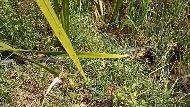 НАША СЕМЬЯ-OUR FAMILY # Змея против рыбы # Уж или Окунь # Snake vs fish # Oh or Perch смотреть онлайн