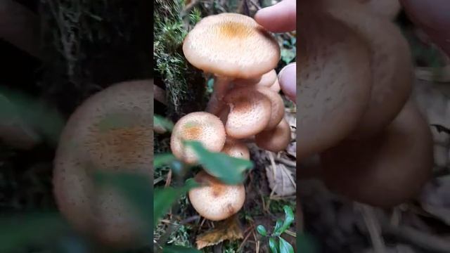 Настоящие опята в юбочках! смотреть онлайн