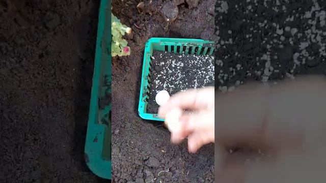 Посадка тюльпанов осенью.Делаю так всегда . смотреть онлайн