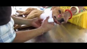 Выдавливание червей, личинок! Манговые ЧЕРВИ #3 mp4