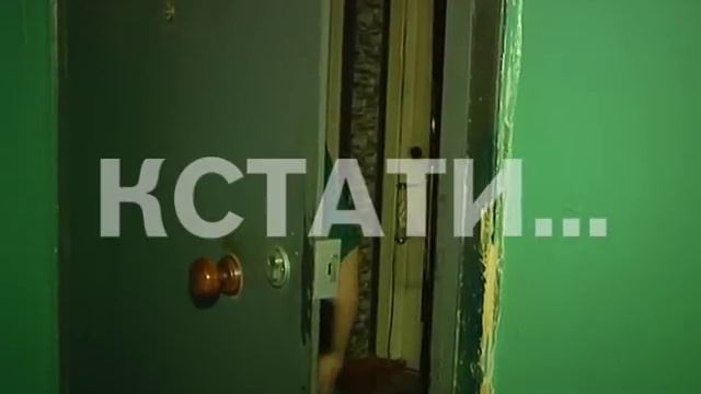 Американские тараканы заполонили теплотрассу в Московском районе смотреть онлайн