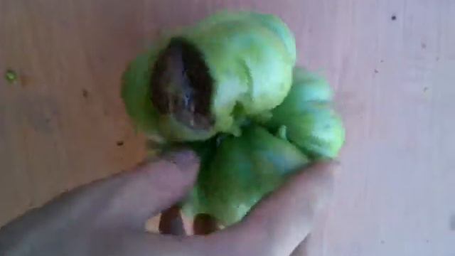 Помидор урод! Часть2