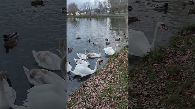 9.11.23г...И Снова Лебеди... Гомель,Сельмаш... смотреть онлайн