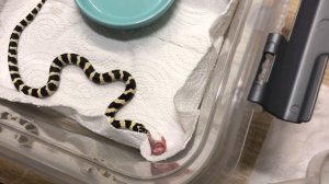 Первая кормежка дома. Королевская Калифорнийская змея ест мышку