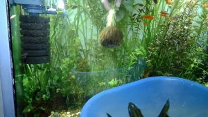 Вабикуса в аквариуме своими руками