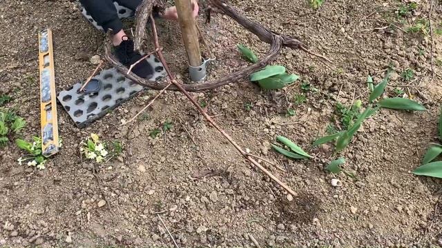 УСТАНАВЛИВАЮ ДЕКОРАТИВНУЮ ПОДПОРКУ ДЛЯ ВИНОГРАДА