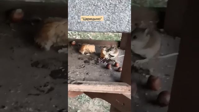 Наглые мыши в парке "Царицыно" (Москва, 21.07.21) смотреть онлайн