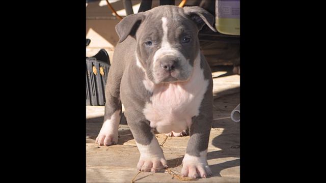 Pitbull Puppies for sale, Biggest pitbull, Bully Puppes, Red nose, biggest dog, XL Champage Bullies смотреть онлайн