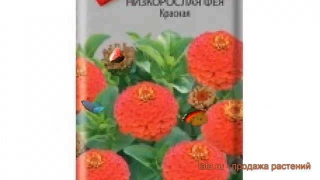 Цинния низкорослая Фея Красная (feya krasnaya) ? обзор: как сажать, семена циннии Фея Красная смотреть онлайн