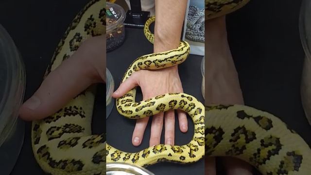 carpet pythons are awesome! смотреть онлайн