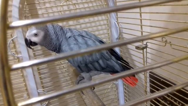 Жако в клинике китайской медицины ТАО. смотреть онлайн