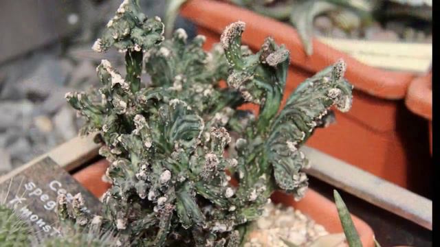 Аптекарский огород смотреть онлайн