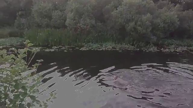 Купальный сезон на Березине. Лето 2015 смотреть онлайн