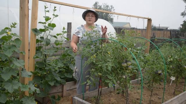 Как продлить плодоношение томатов? Уход за помидорами летом. смотреть онлайн