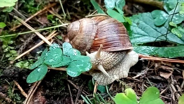 Улитка смотрит на меня смотреть онлайн