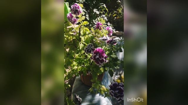 Любимая махровая петуния сорт Пируэт. Июль 2022. Бахчисарай. смотреть онлайн