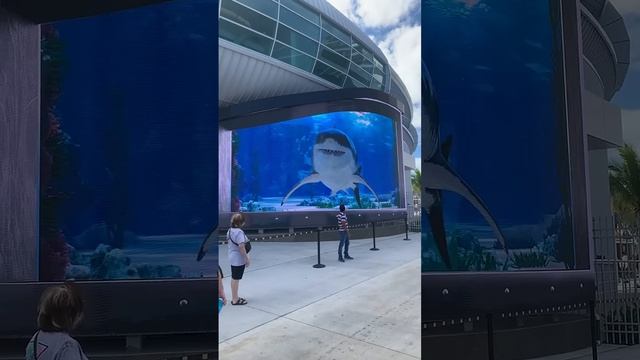 атака акулы