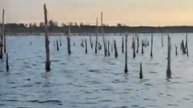 В лес за карпом... (озеро Треустан, июль 2020) смотреть онлайн