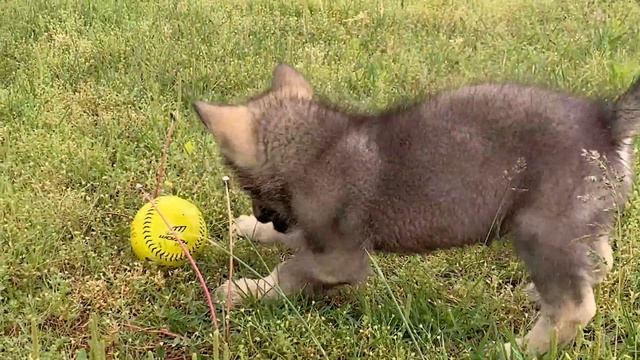 Getting A Wolfdog Puppy What You Need to Know About Hybrids, Breeders And Raising Pups смотреть онлайн