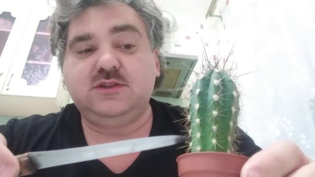 как отрастить корешки у кактуса смотреть онлайн