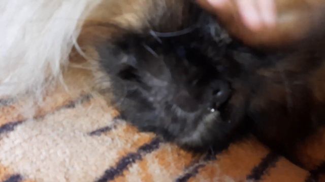 ПЕКИНЕС ДЕНДИК ОТДЫХАЕТ #сергейтелков смотреть онлайн