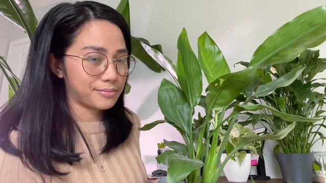 HARD TO KILL PLANTS - Easy Indoor plants for the lazy people смотреть онлайн