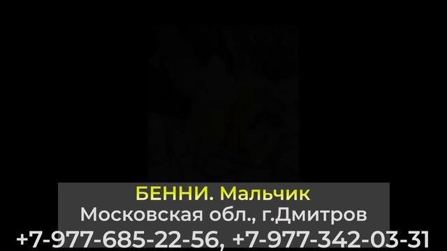 Пропала собака! БЕННИ мальчик, Московская обл., г.Дмитров смотреть онлайн
