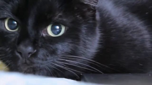 Расширение зрачков у кота / Expanding of the cat eyes смотреть онлайн