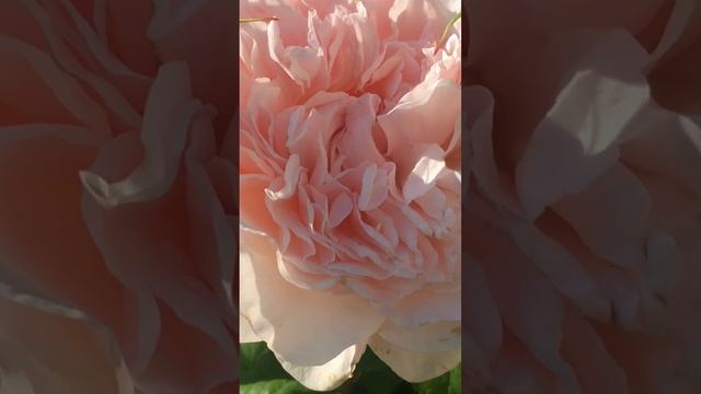 Rose de Tolbiac ® и клематис Hagley Hybrid. Май-июнь 2023г смотреть онлайн