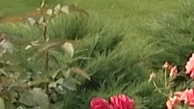 В розарии подбор цветов по колору: удачные сочетания смотреть онлайн