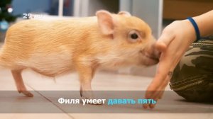 Как живет мини-пиг