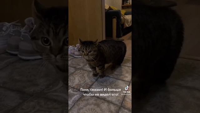 ГОВОРЯЩИЙ КОТ МИША | кот разговаривает с хозяйкой смотреть онлайн