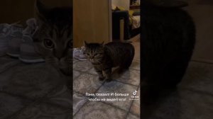 ГОВОРЯЩИЙ КОТ МИША | кот разговаривает с хозяйкой