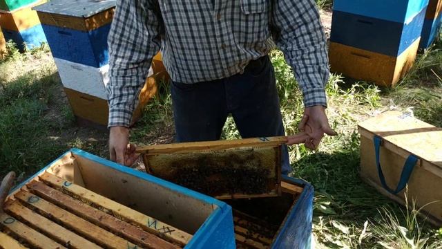 Как эффективно стряхивать пчел с рамок смотреть онлайн