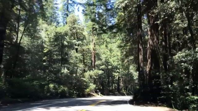Redwood & Falls roadtrip смотреть онлайн