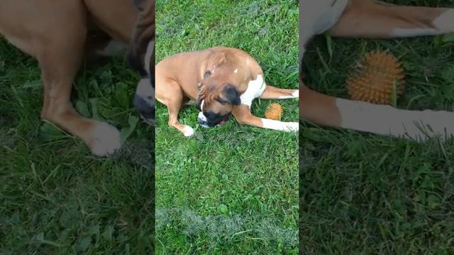 У собаки боксера нереальная отдышка язык наружу смотреть онлайн