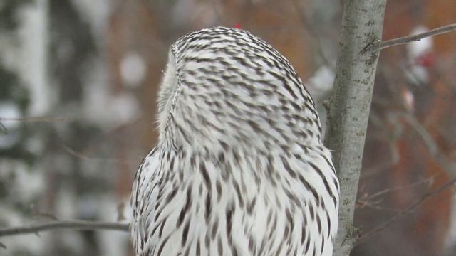Сова зимой, Неясыть длиннохвостая, Ural owl смотреть онлайн