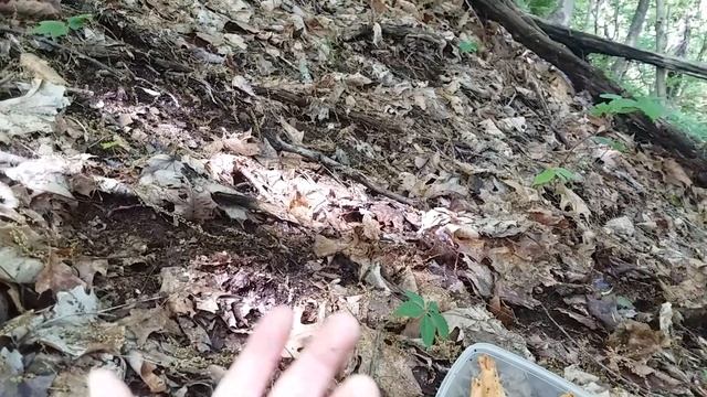 Morel Mushrooms (Morchella esculenta) смотреть онлайн