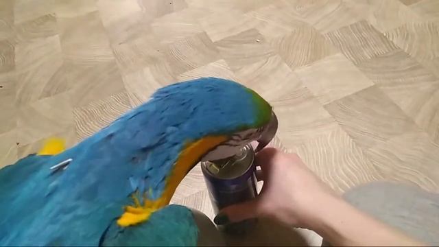 Ручной попугай ара открывает банку смотреть онлайн