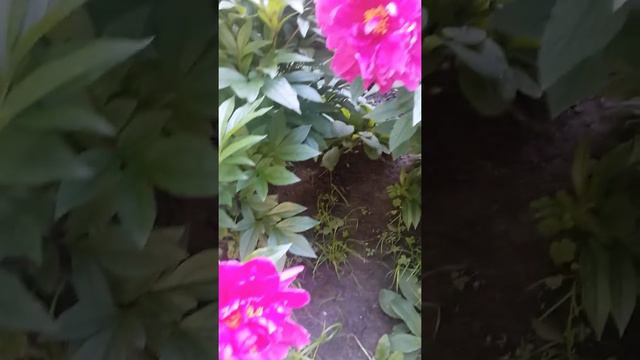 Peony, Paeonia, Півонія, Paeónia смотреть онлайн