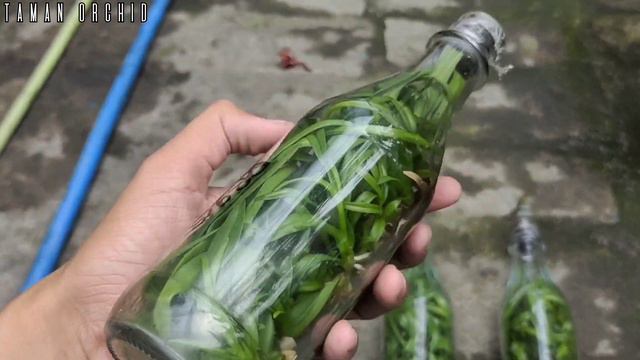 PROMO BIBIT ANGGREK DENDROBIUM INDUKAN SINGAPORE SUPER KEREN DAN ISTIMEWA KOLEKSI SEKARANG. смотреть онлайн