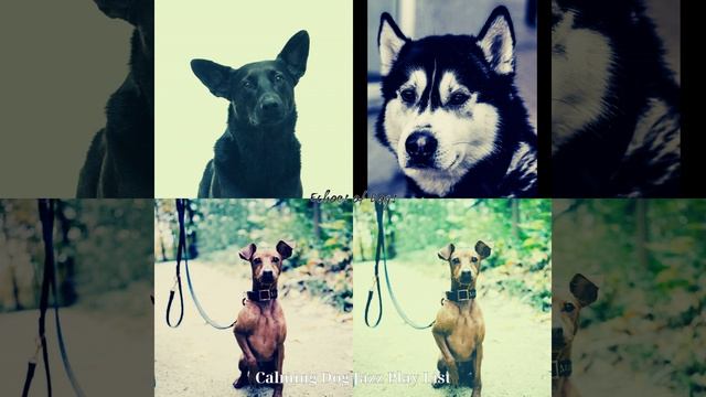 Groovy Music for Dogs смотреть онлайн
