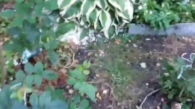 Роза ЛАВА ГЛУТ , БУРГУНДИ АЙС , ВОСТОЧНЫЙ ЭКСПРЕСС и др. смотреть онлайн