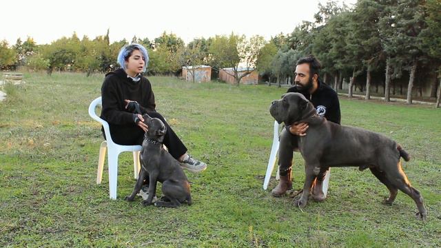 #CANECORSO / ENZO /JUNIOR BONITO смотреть онлайн