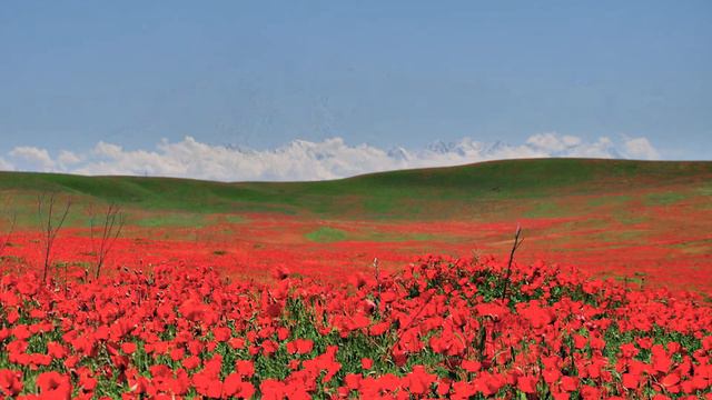 Халық әні "Япырай", соло баян, аранжировка - Талғат Полатов смотреть онлайн